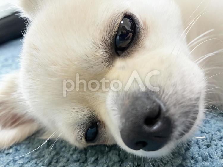 白いチワワのアップ チワワ,ペット,犬の写真素材