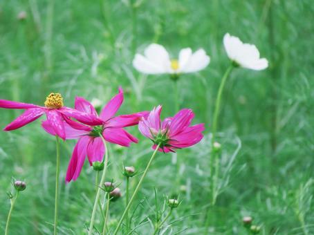 濃いピンクと白のコスモス 濃いピンクと白のコスモスの写真