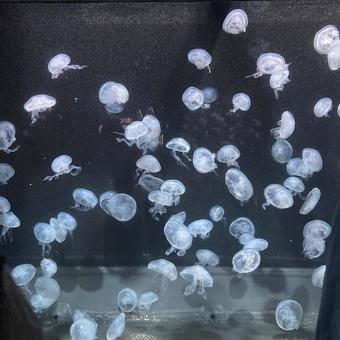 クラゲ クラゲの写真