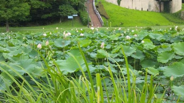 池に咲く蓮 池に咲く蓮の写真