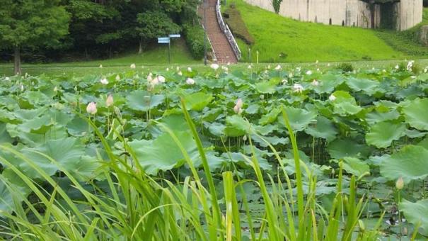 Lotus blooming in the pond, تجمع, مصنع, حديقة, JPG