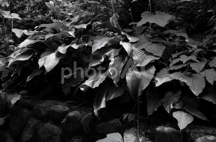 草花 モノクロ,白黒,モノクロームの写真素材