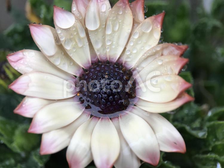 3月の雨とオステオスペルマムの花 マクロ,接写,雨の写真素材