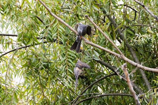 ヒヨドリ⒅ ヒヨドリ⒅ 鳥,鳥類,ヒヨドリの写真素材