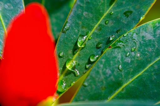 水滴 マクロ,花,接写の写真素材