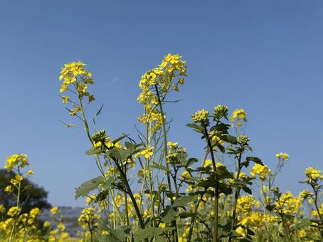菜の花 自然,花,植物の写真素材