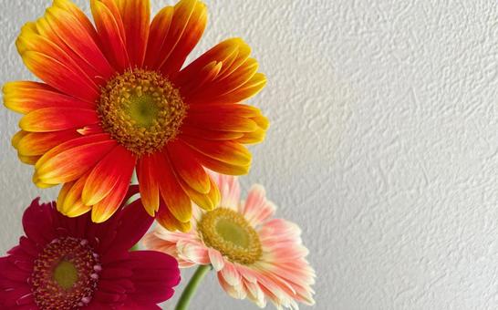 美しいガーベラ 美しいガーベラ ガーベラ,明るい色味の花,3色の写真素材