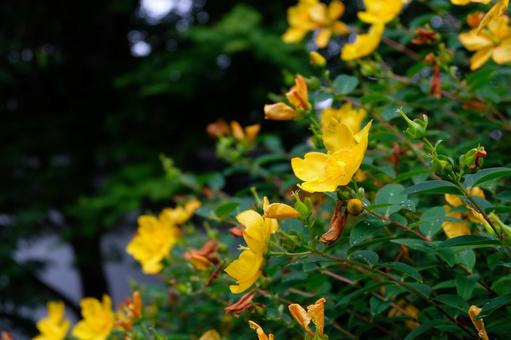 キンシバイ② キンシバイ② キンシバイ,花,黄色い花の写真素材