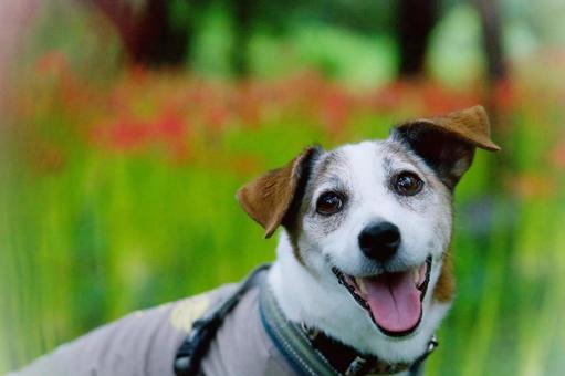 彼岸花咲く中で(ジャックラッセルテリア) 彼岸花咲く中で(ジャックラッセルテリア) 犬,ジャックラッセル,ジャックラッセルテリアの写真素材