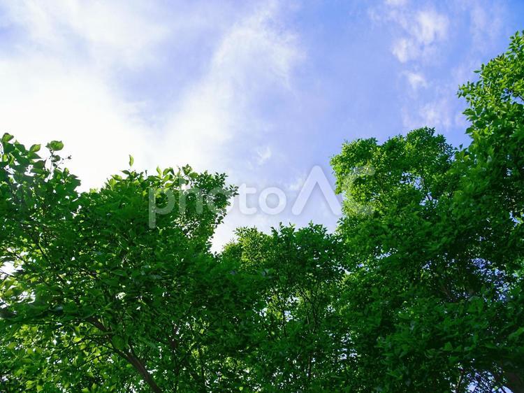 樹木と空 木漏れ日,木洩れ日,青空の写真素材