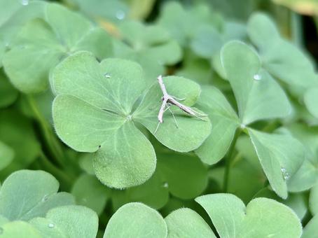 トリバガが植物にとまっている様子 トリバガ,蛾,カタバミの写真素材