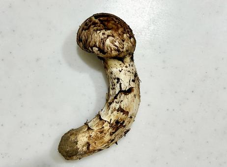 まつたけ まつたけ 松茸,きのこ,まつたけの写真素材