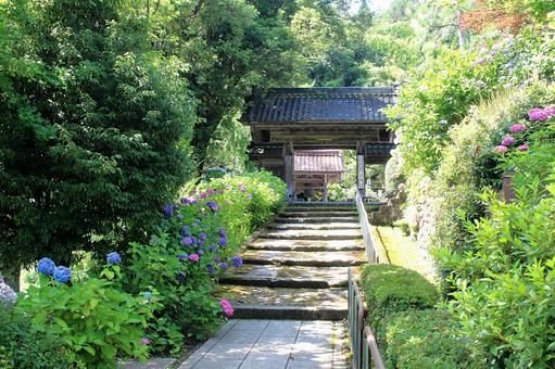 Hydrangea Temple (Kanazawa City, Honkoji Temple), JPG Hydrangea Temple (Kanazawa City, Honkoji Temple), ajiji temple, ziyang temple, hydrangea temple, JPG