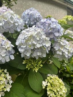 アジサイ アジサイ アジサイ,紫陽花,花の写真素材