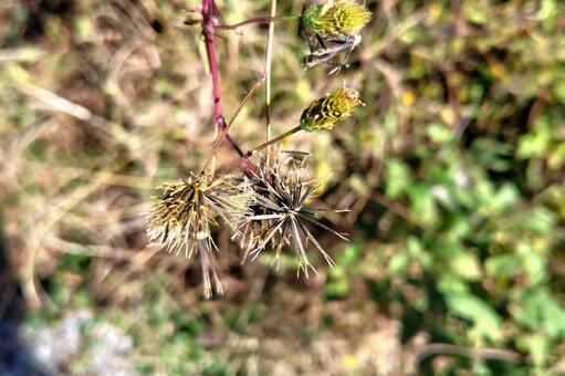 コセンダングサ コセンダングサ,一年草,キク科の写真素材