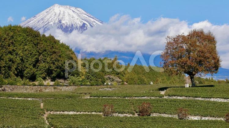 富士山とお茶畑　富士市大渕笹場より3 富士山,世界遺産,fujiの写真素材