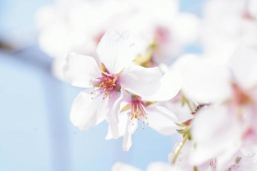 背景素材:桜 ② 背景素材:桜 ②の写真