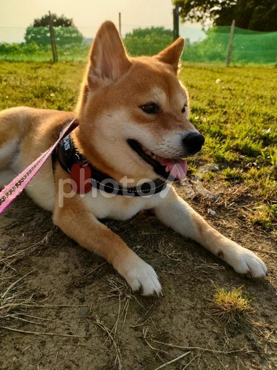 お散歩休憩する柴犬くるみ！ 犬,柴犬,shibainuの写真素材