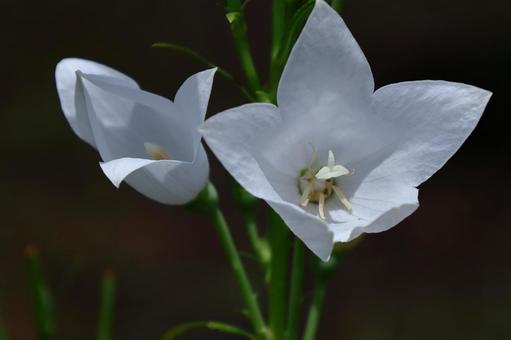 Photo, campanulaceae, flower, bellflower family, 