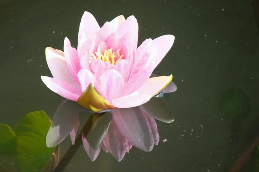 Water Lily, JPG