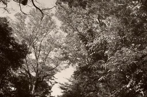森を見上げるモノクローム 森,森林,樹木の写真素材