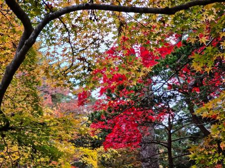 カラフルな紅葉 カラフルな紅葉の写真
