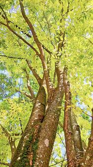 若葉の大木 若葉の大木 木,大木,枝の写真素材