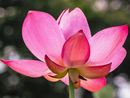 Photo, ancient lotus, lotus, lotus flower, 