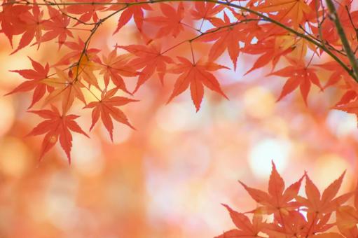 紅葉の秋もみじ 紅葉の秋もみじ 紅葉,秋,もみじの写真素材