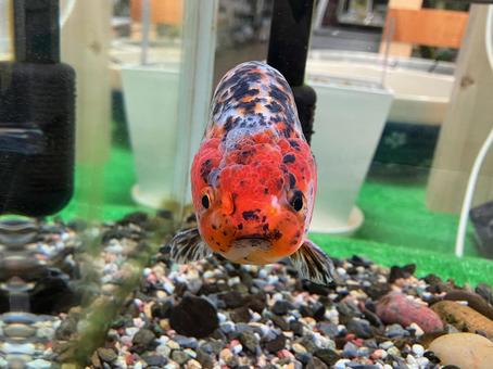 かわいいらんちゅう かわいいらんちゅう らんちゅう,蘭虫,金魚の写真素材