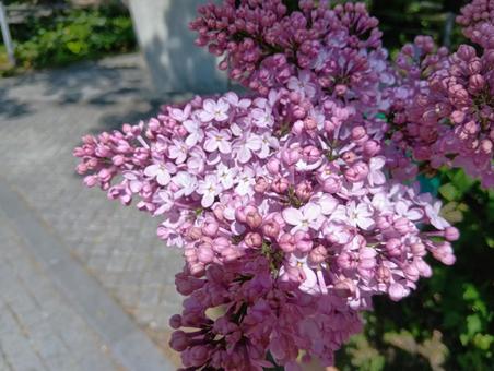 ライラック 北海道 札幌市 大通公園 ライラック 北海道 札幌市 大通公園 ライラック,リラ,モクセイ科の写真素材