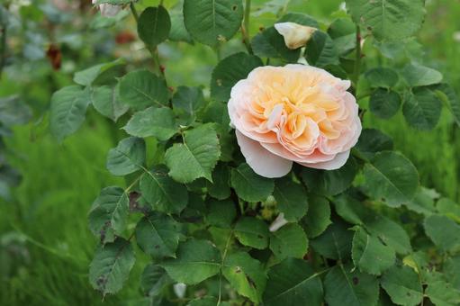 バラ園にて淡い薔薇を撮影しました 花,薔薇,自然の写真素材