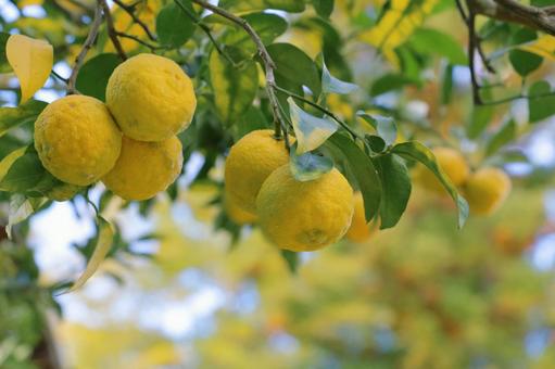 柚子　冬の果実 柚子,冬,ゆずの写真素材