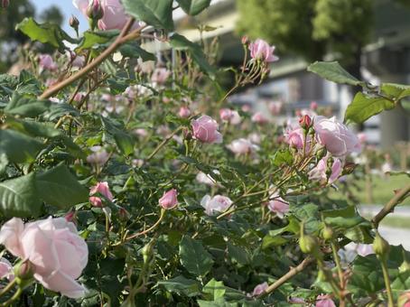 中之島の薔薇園 バラ,中之島,春の写真素材