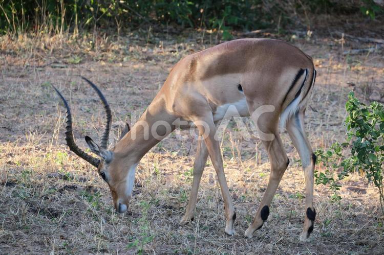 インパラ　サファリ　アフリカ　ケニア インパラ,サファリ,アフリカの写真素材
