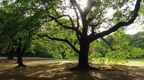 新緑の大木の写真