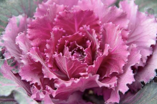 Photo, blatt-taste, habotan, blätter pfingstrose, 