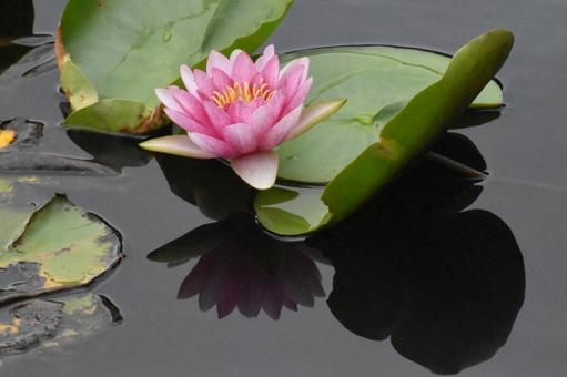 Water lilies in Moegino, Aoba Ward, Yokohama City, just after the summer heat, JPG