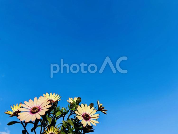 青空とオステオスペルマム オステオスペルマム,花,植物の写真素材