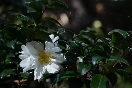 寒さの中で咲き誇る サザンカ,山茶花,姫椿の写真素材