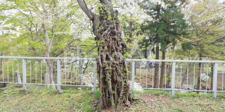 桜の木の幹 木,幹,樹齢の写真素材