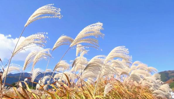 Autumn scenery: Japanese pampas grass and blue skies, JPG