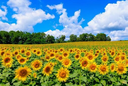 青空とひまわり畑 ひまわり,ヒマワリ,向日葵の写真素材