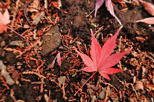 紅葉 紅葉の写真