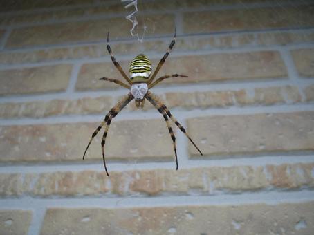 ナガコガネグモ01 蜘蛛,ナガコガネグモ,造網性の写真素材