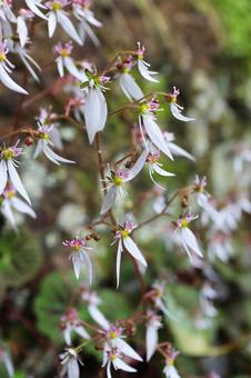 Saxifrage, JPG Saxifrage, JPG
