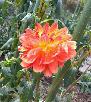 ダリア ダリア,オレンジ,花の写真素材