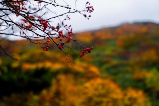 栗駒山 赤い実と霧の紅葉 栗駒山 赤い実と霧の紅葉 秋,紅葉,黄葉の写真素材