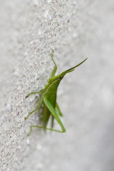 壁のショウリョウバッタの写真