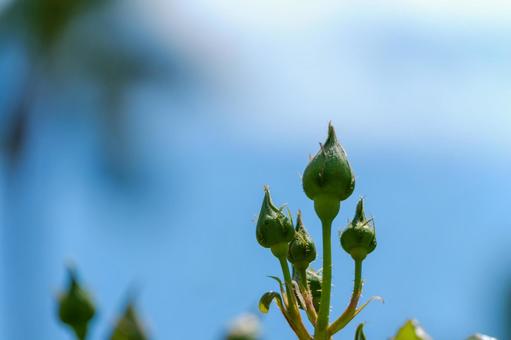 青空に向かって伸びるバラのつぼみ 青空に向かって伸びるバラのつぼみ 薔薇,つぼみ,若葉の写真素材